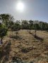 Овощна градина , снимка 7