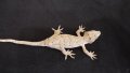 Gargoyle gecko, Ушат новокаледонски гекон, снимка 2