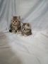 Две котенца ТАБИ , снимка 5