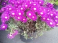 Ледено цвете /Fiori di Pinka Ice Plant , снимка 3