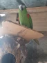 Продавам мъжка ара нобилис и мъжка веницуелска амазонаи или купувам женски, снимка 6