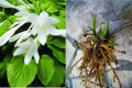 Хоста plantaginea, снимка 1 - Градински цветя и растения - 44900418