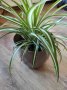 Хлорофитиум., снимка 2