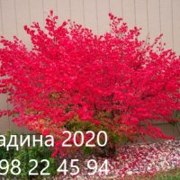 Oгнен храст - Euonymus alatus Студоустойчив , снимка 1 - Разсади - 38115122