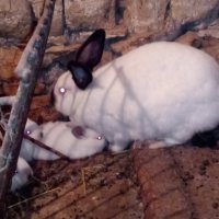 Калифорнийски  зайци, снимка 9 - Други - 13789539