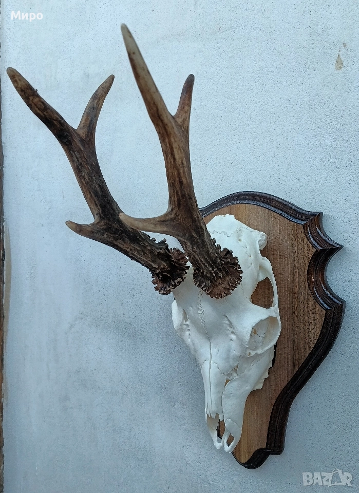 Трофей от сръндак.Рога., снимка 1