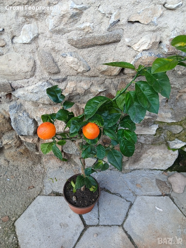 дръвчета червен портокал, снимка 1