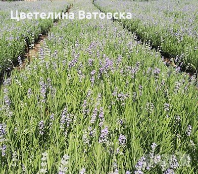 Kачествен разсадо-посадъчен материал от Севтополис", „Хемус", "Хебър", "Дружба", „Юбилейна“, „Рая"., снимка 1