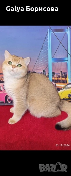 Британско родословно златно момче , снимка 1