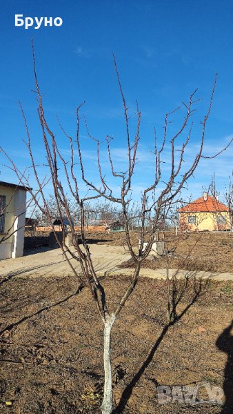 Предлагам резитба на овошки и асми , снимка 1