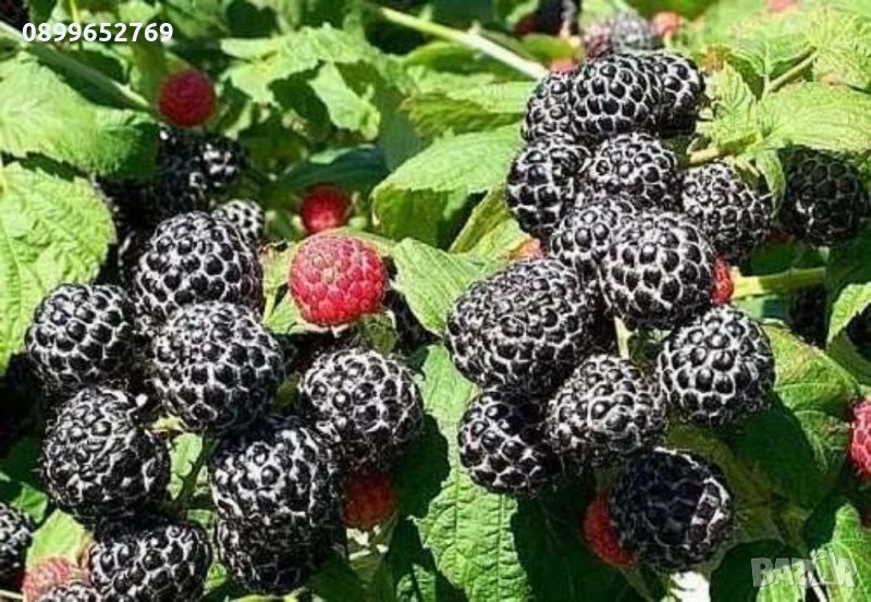 Черна малина Mac Black, снимка 1