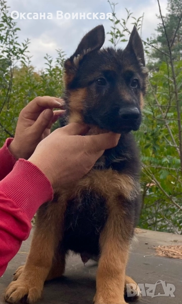 Немски овчарки, снимка 1