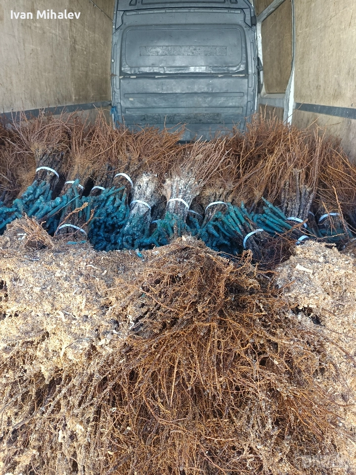 лозов посадъчен материал и овощен , снимка 1