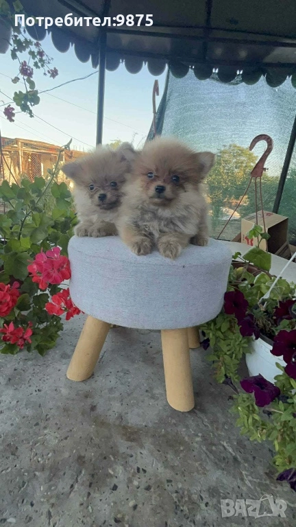 Продавам померани , снимка 1