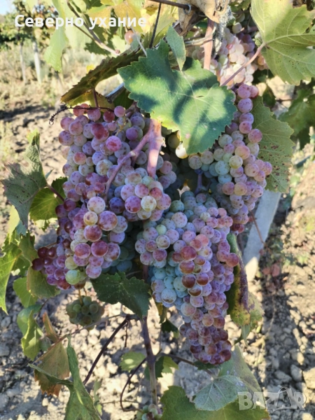 Продавам грозде мискет, снимка 1