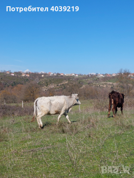 Ялови крави за курбан, снимка 1