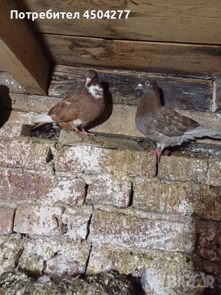 Свободни чифтове, снимка 1