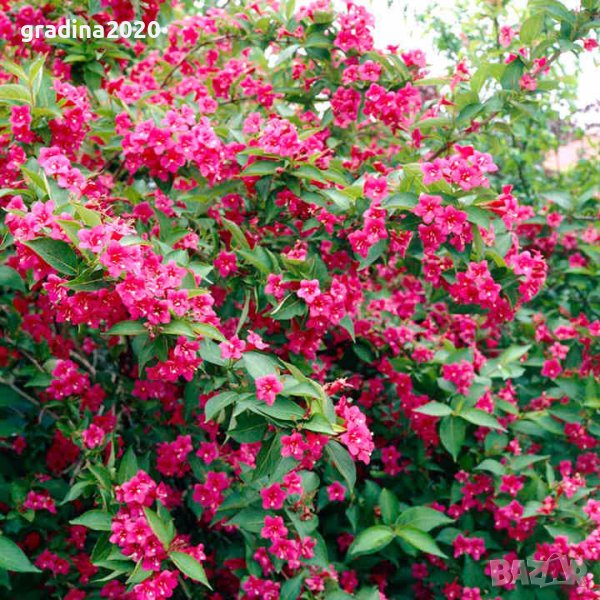 Вайгела  - Налични 4 вида, снимка 1