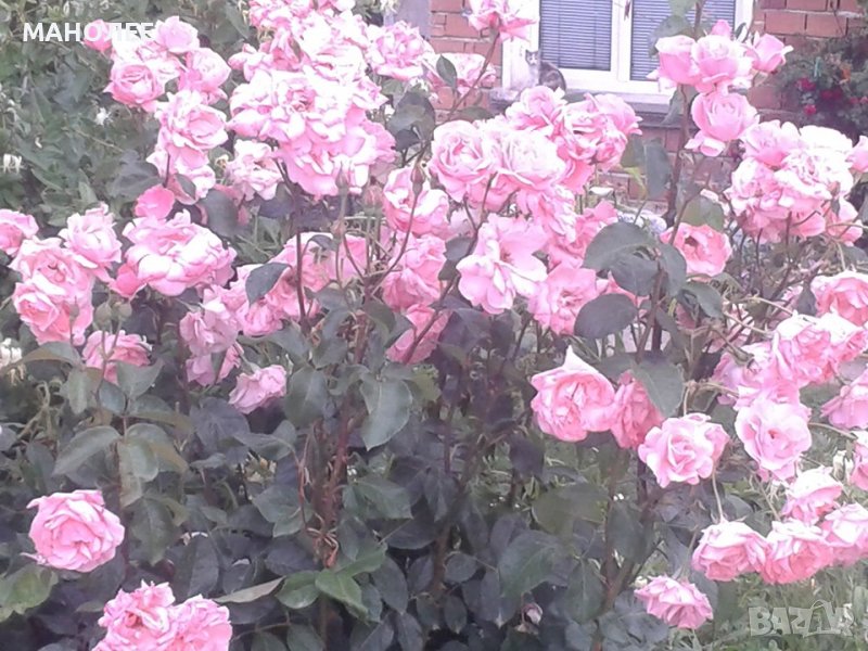 Градински рози-3 цвята в Градински цветя и растения в с. Маноле -  ID39279021 — Bazar.bg