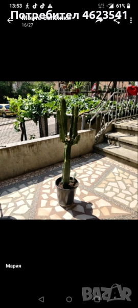 Кактус, снимка 1