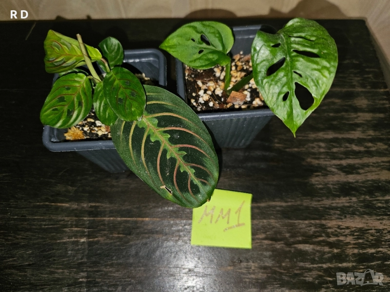 комплект Маранта + Монстера Адансониай / Maranta + Monstera Adansonii, снимка 1