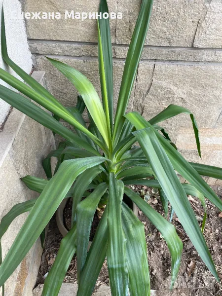 Юка, снимка 1