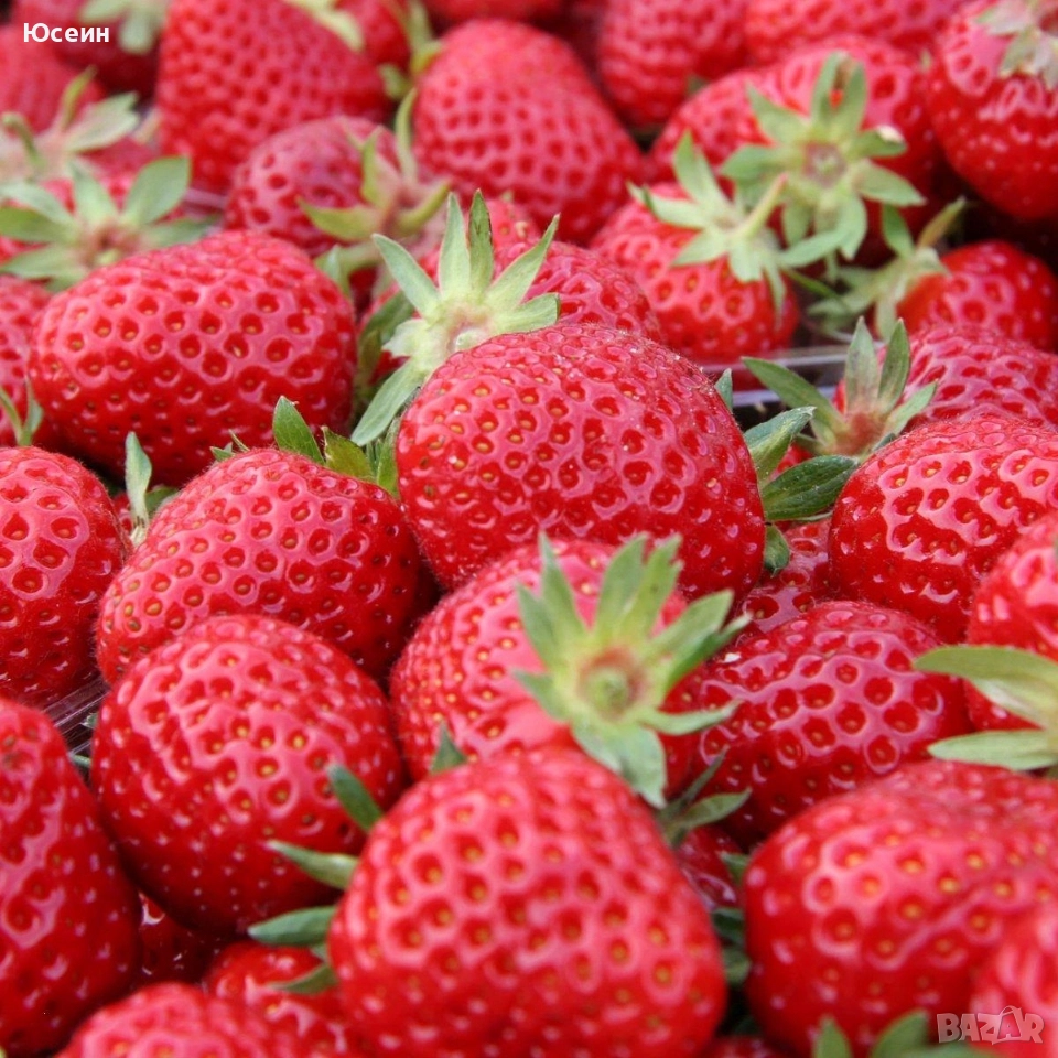 Ягоди сорт Зенга-Зенгана, снимка 1