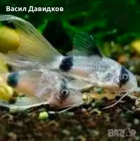 Живородни рибки  Плата, Гупа , Милинезия , снимка 10 - Рибки - 48259225