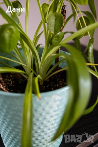 🌿 Китайска паричка (Pilea peperomioides) + Хлорофитум (Chlorophytum comosum) в едно 🌿, снимка 4 - Стайни растения - 52061152