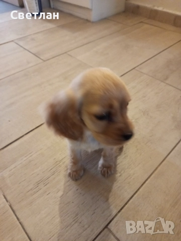 продавам кокер шпаньоли с две ваксини и паспорт , снимка 3 - Кокер шпаньол - 52594477