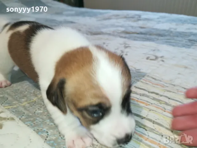 ДЖАК РЪСЕЛ ВИДИН-КУПУВАМЕ КУЧЕ 0104251735, снимка 8 - Джак ръсел териер - 49728785