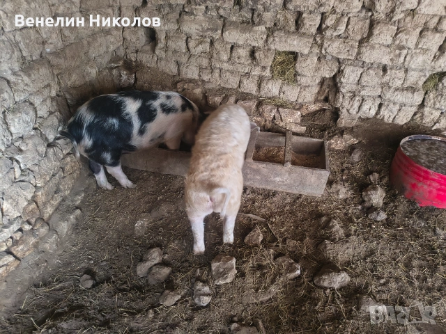 Прасета, снимка 5 - Прасета - 53480787