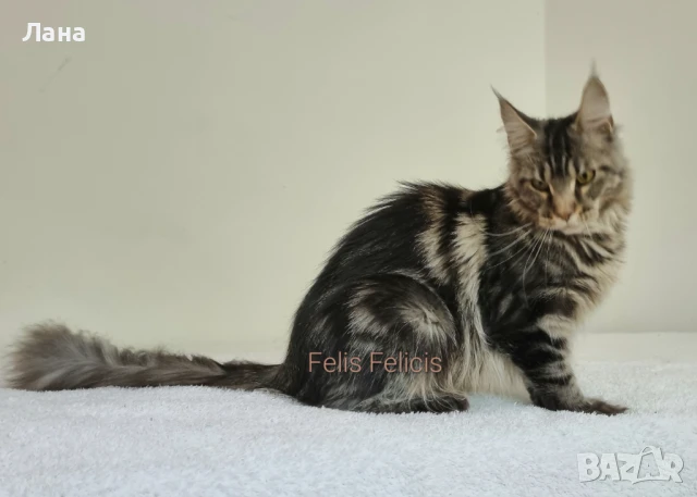 Мейн кун Мейн Куун коте Maine Coon , снимка 13 - Мейн кун - 40421222