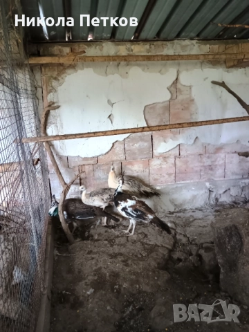 Пауни, снимка 2 - други­ - 51996218