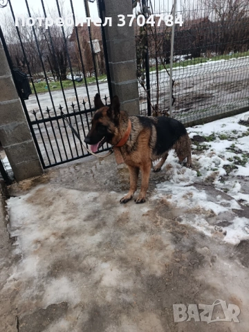 Продавам немска овчарка , снимка 10 - Немска овчарка - 53245024
