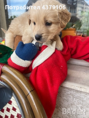 Голдън ретривър  златисто момченце, снимка 5 - Голдън ретривър - 52823551