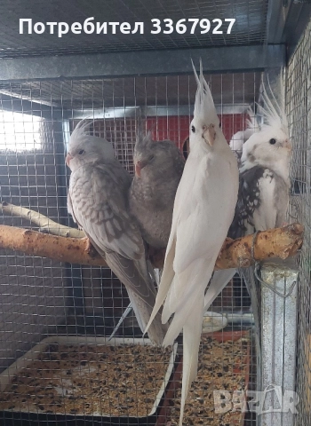 Чифт Корели и 2 женски , снимка 3 - Папагали - 52868198