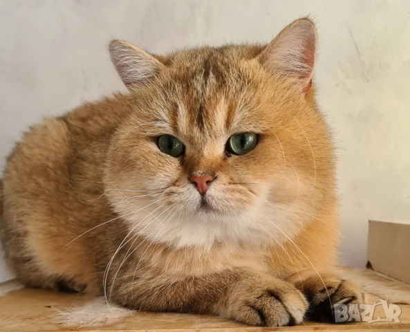 Британско коте, момиче, момче, маркирано, агути, таби, котка, котарак, котенце британче, снимка 11 - Други - 52152579