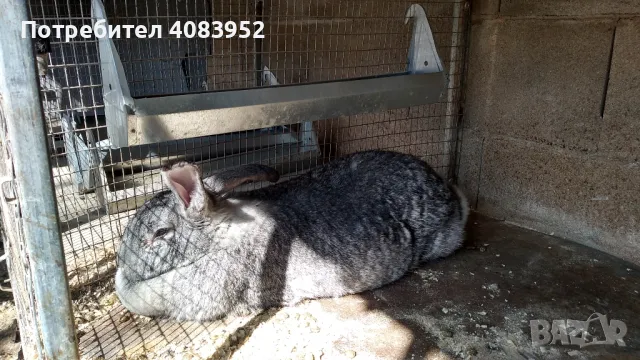 най различни зайци, снимка 2 - Други - 49905491