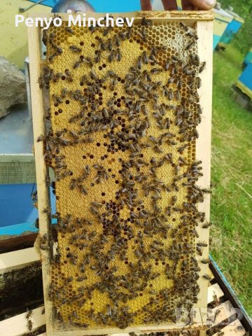 Пчелни семейства (малки) Отводка карника Carnica, снимка 5 - Други - 43328043