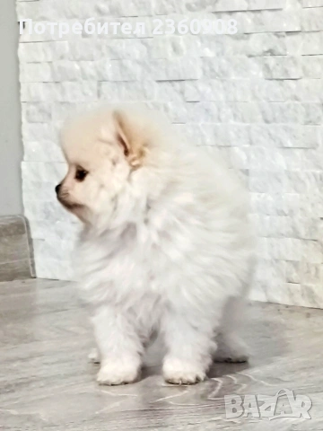 Померан, померанче, снимка 5 - Померан - 53483335