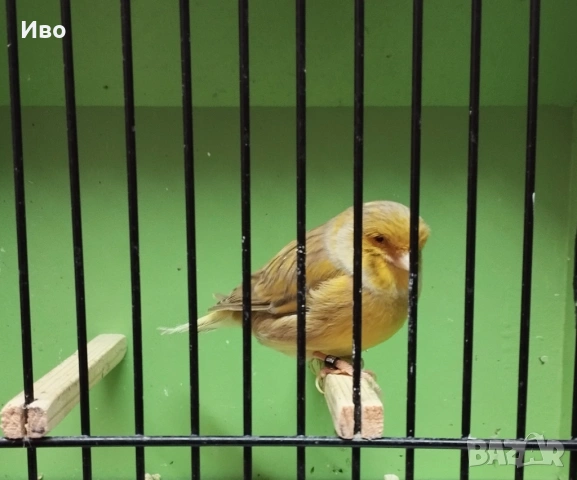 Глостери , снимка 3 - Канари - 53037062