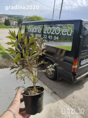 Черен Бъз - Ева (Sambucus nigra 'Eva' BLACK LACE), снимка 5 - Разсади - 51077243