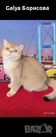 Британско родословно златно момче , снимка 1