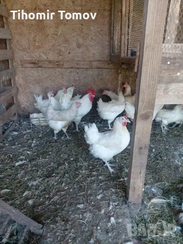 продавам кокошки петли пуйки , снимка 4 - Кокошки и пуйки - 50297951