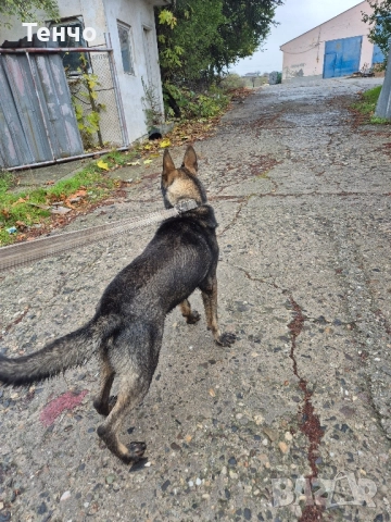 Немска овчарка Сивак за разплод, снимка 3 - Немска овчарка - 52314697