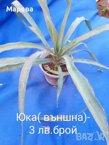 Цветя микс,външни основно и някои вътрешни. Цени на снимки , снимка 16 - Други - 47358248