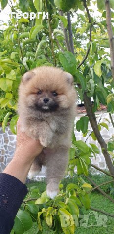 Померан, снимка 4 - Померан - 33251343