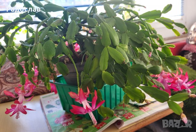 Продавам цвете коледниче  , снимка 2 - Стайни растения - 39067783