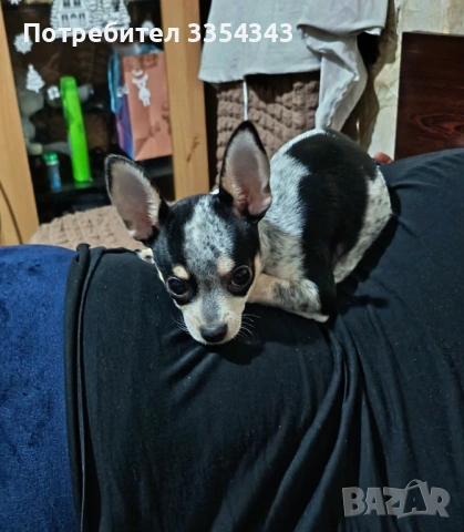 Чихоа родено 23 1125, снимка 8 - Чау Чау - 53539097